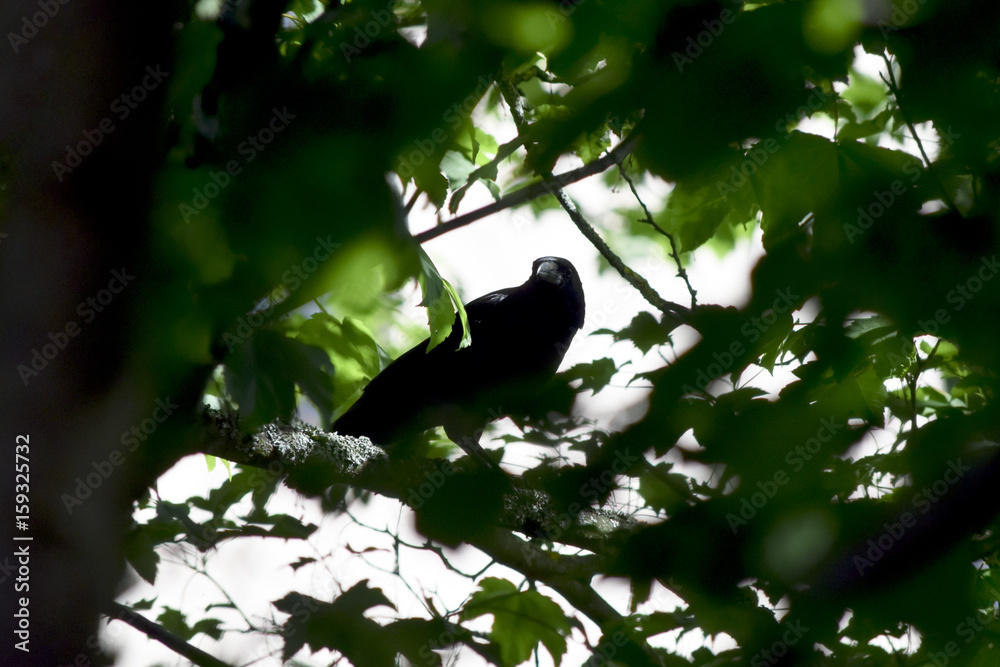 Raven amidst leaves and branches Raven amidst leaves and branches