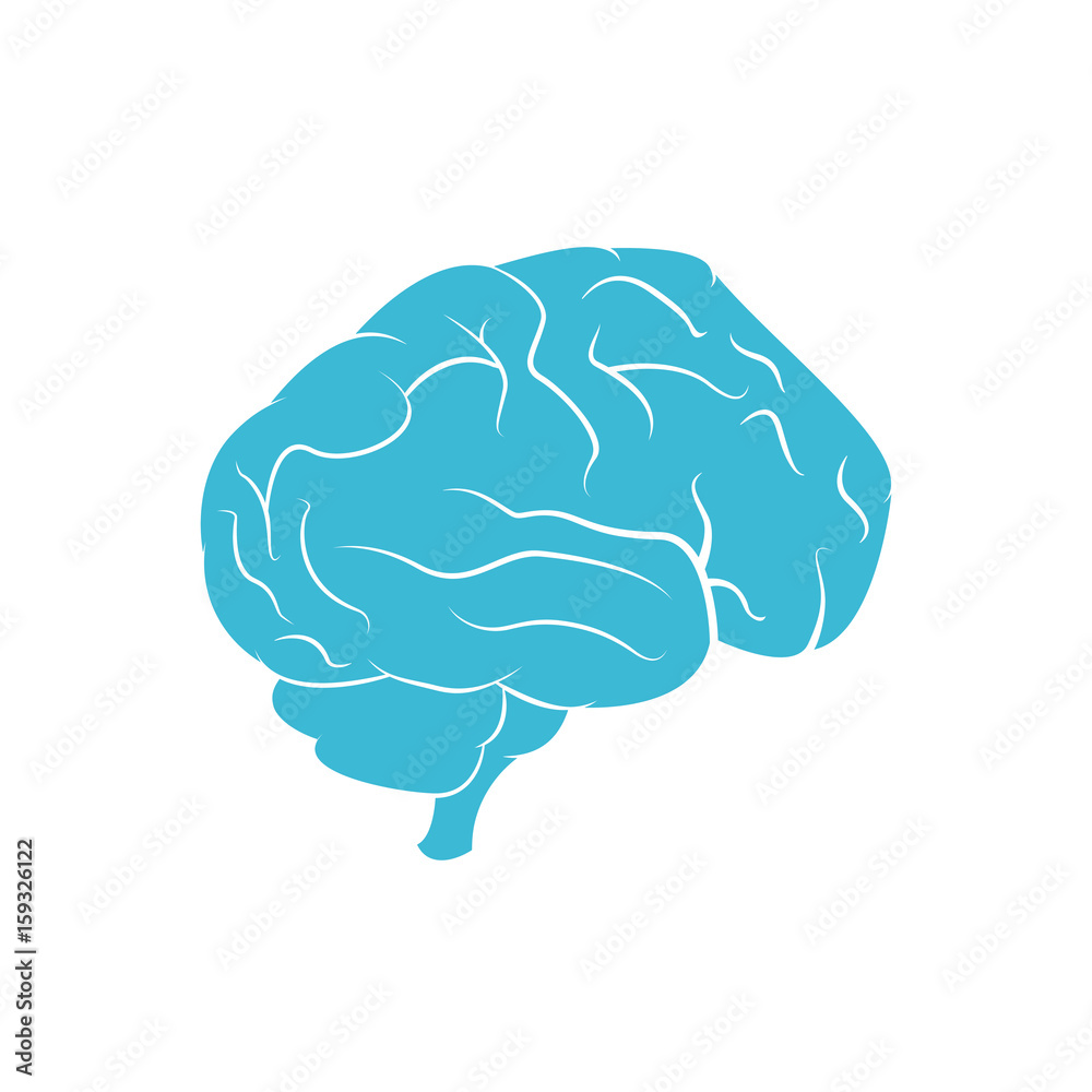 brain vector illustration brain vector illustration