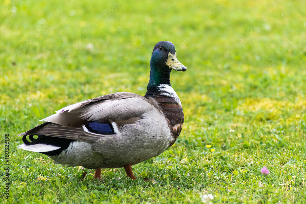 Duck Duck