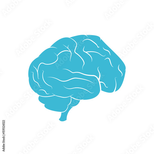 brain vector illustration