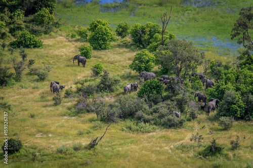 Photography Aerial view of a herd of Elephants.