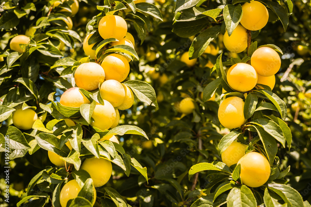 Mature yellow plum fruit on the branch Mature yellow plum fruit on the branch