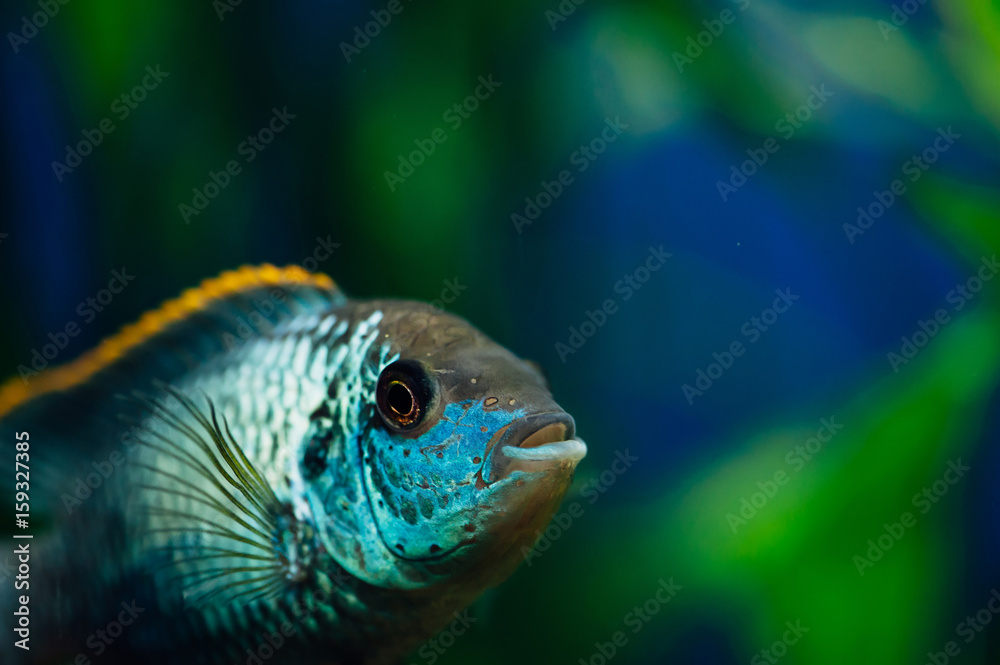 Nannacara. Blue aquarium fish on a background of algae. Cichlids. Nannacara. Blue aquarium fish on a background of algae. Cichlids.