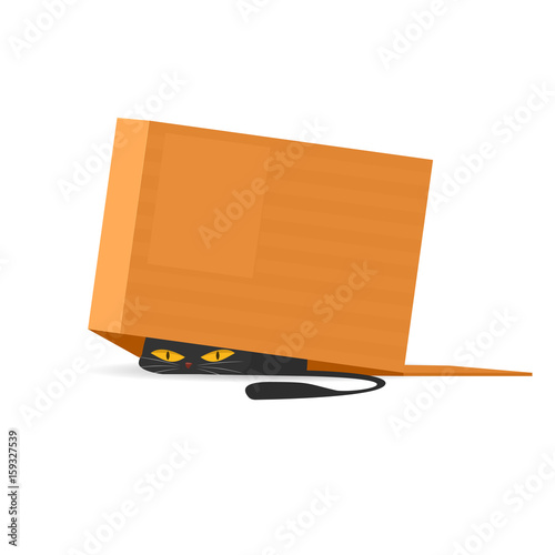 black cat under cardboard box