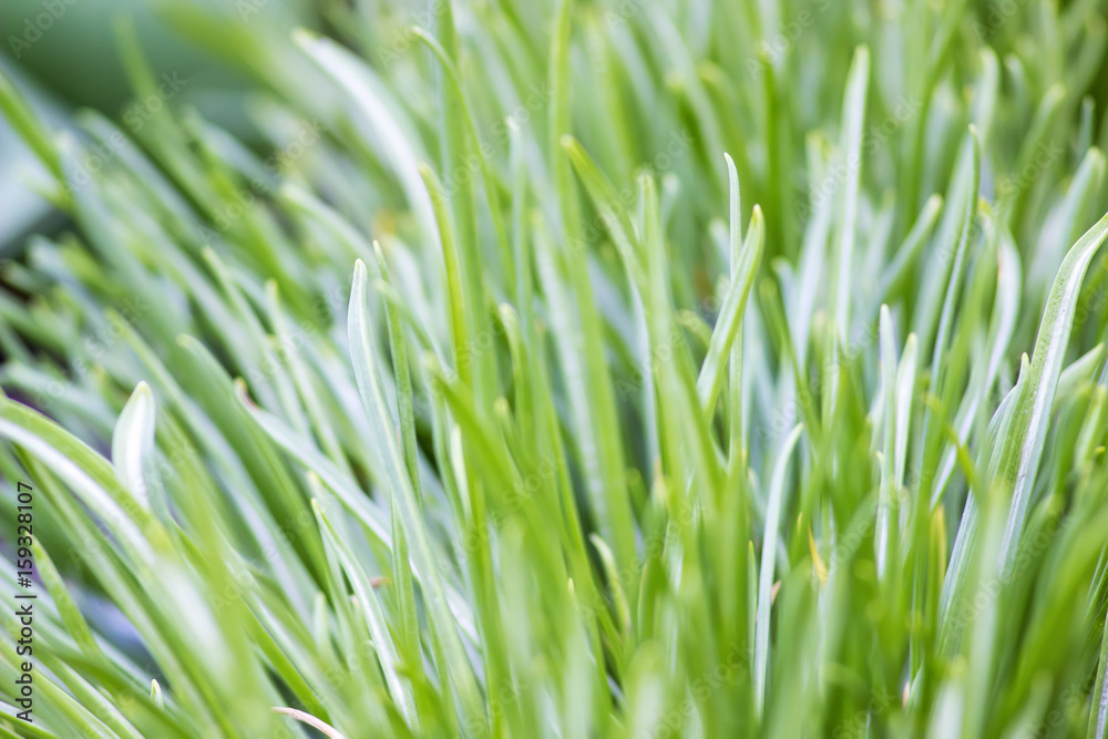 Blurred background, splash, bright green thin grass Blurred background, splash, bright green thin grass