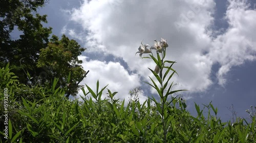 風で揺れるササユリ