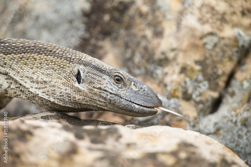 Close-up of a Nile Monitor head walking over rocks