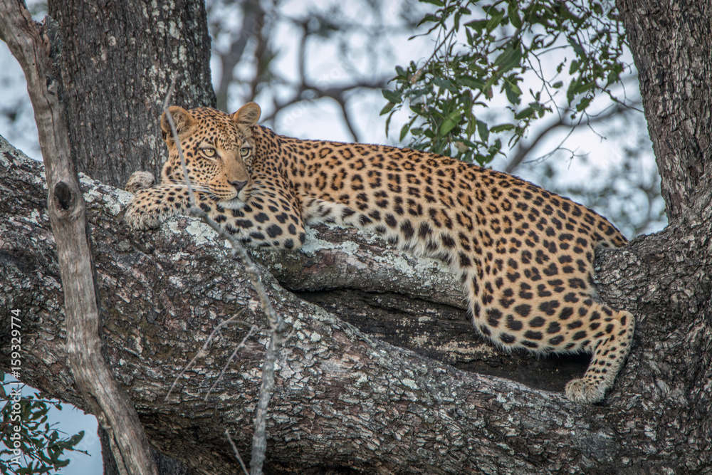 Naklejka premium A female Leopard relaxing in a tree.