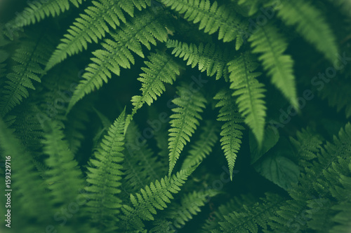 Fresh fern macro image. Horizontal orientation.
