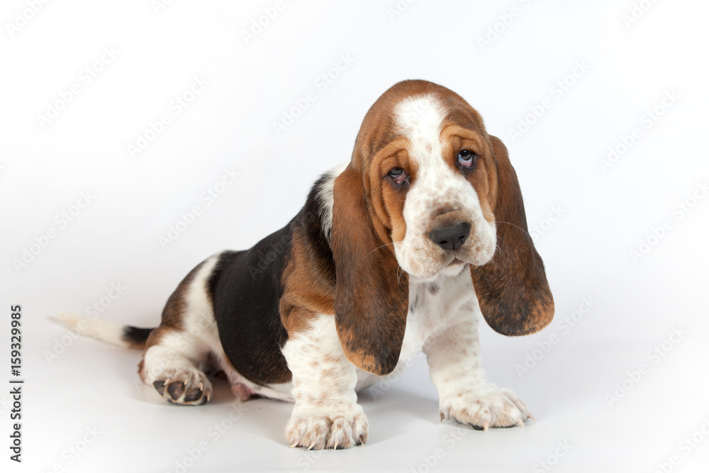 Basset hound puppy sits on a white background