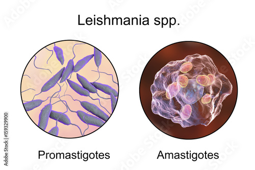 Two forms of Leishmania parasites, flagellated promastigotes found in sandfly and laboratory media, and non-flagellated amastigotes found inside macrophages. 3D illustration photo
