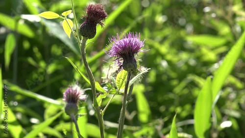 風で揺れるアザミ