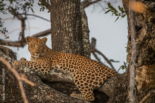 A female Leopard relaxing in a tree.