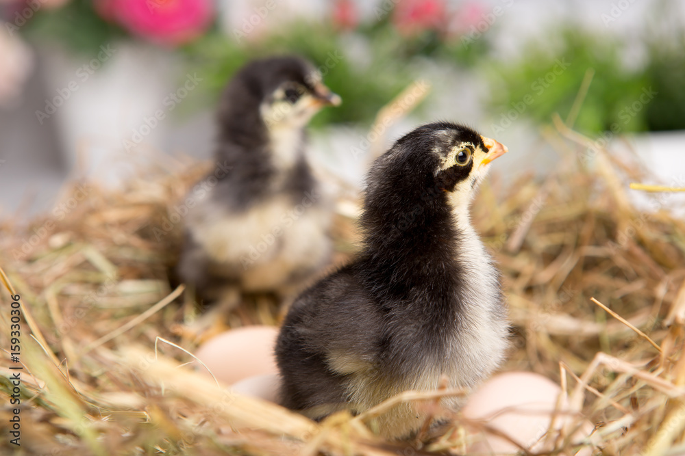 Fototapeta premium nestling chick. farm chicken.baby