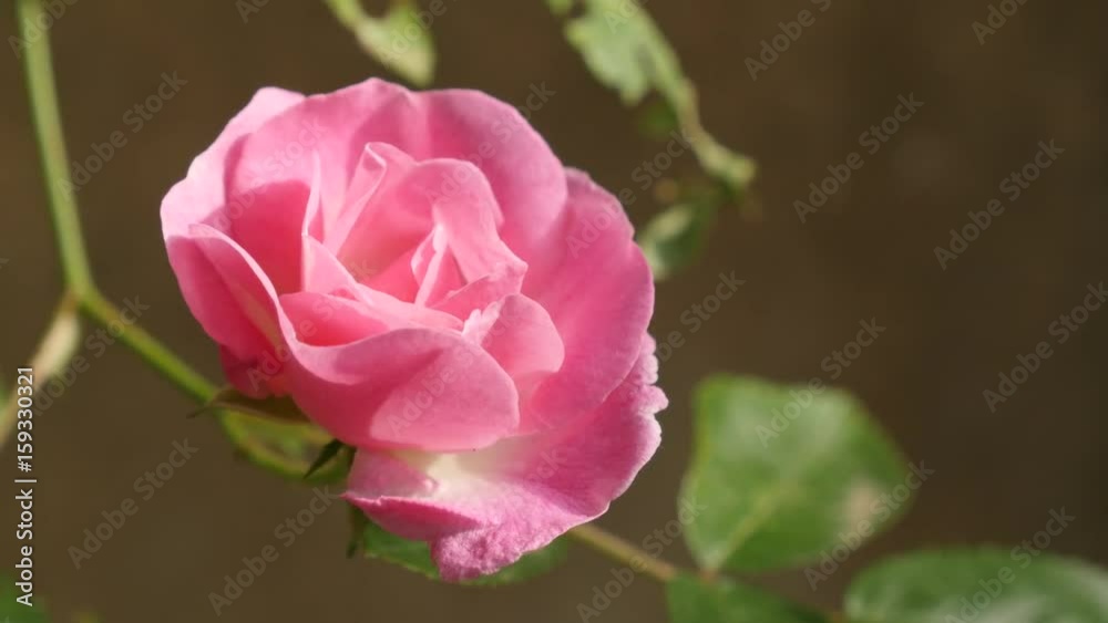 Pink Rosa plant petals shallow DOF 4K 2160p 30fps UltraHD footage - Close-up details of climber Rose woody perennial flower 3840X2160 UHD video Pink Rosa plant petals shallow DOF 4K 2160p 30fps UltraHD footage - Close-up details of climber Rose woody perennial flower 3840X2160 UHD video