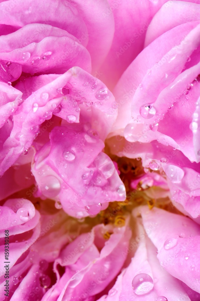 Pink rose detail with fresh drops.