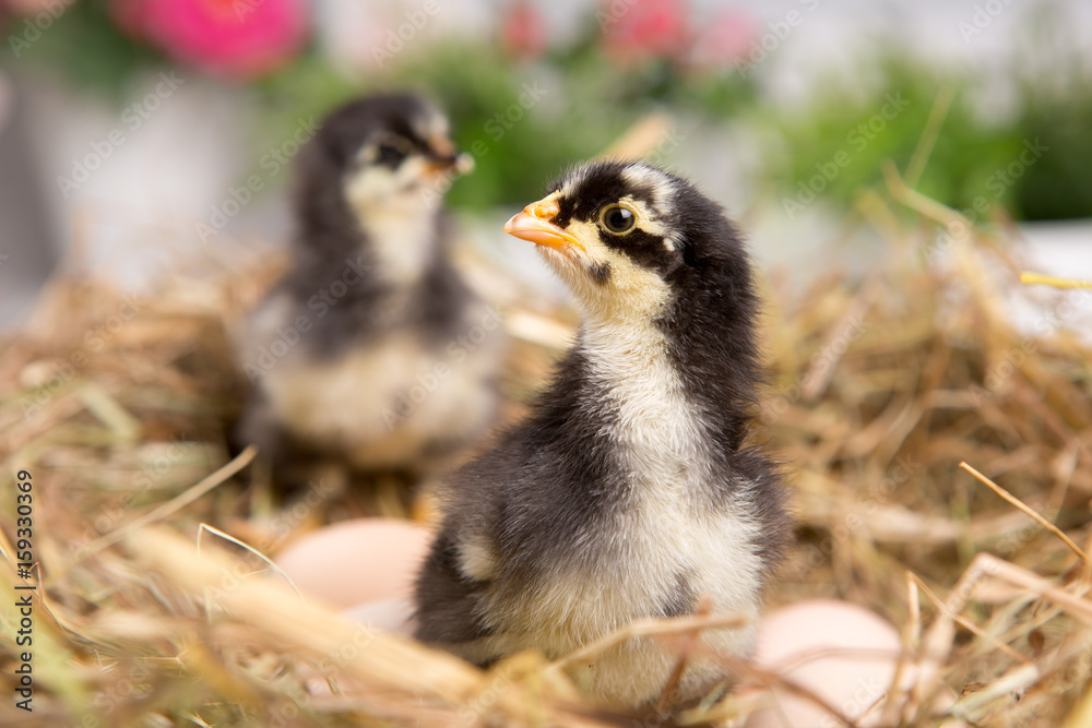 Obraz premium nestling chick. farm chicken.baby