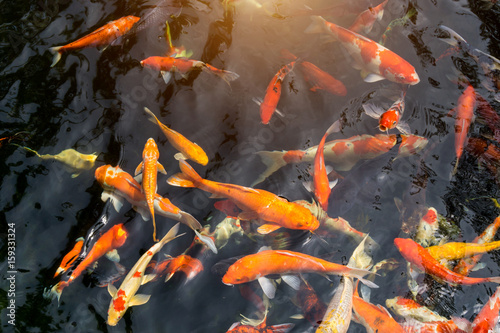 Fancy carp or Called Koi fish swimming in carp pond. © pkproject