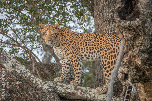 A Leopard walking on a branch in a tree.