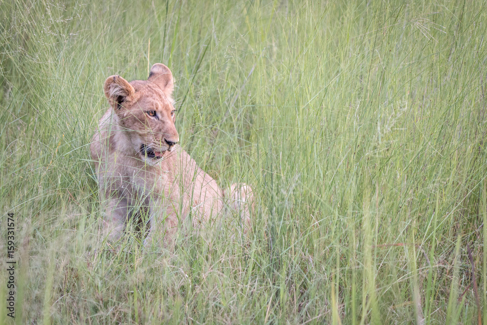 A Lion cub relaxing in the grass.