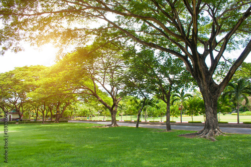 Morning light in public park with green grass and green fresh tree.