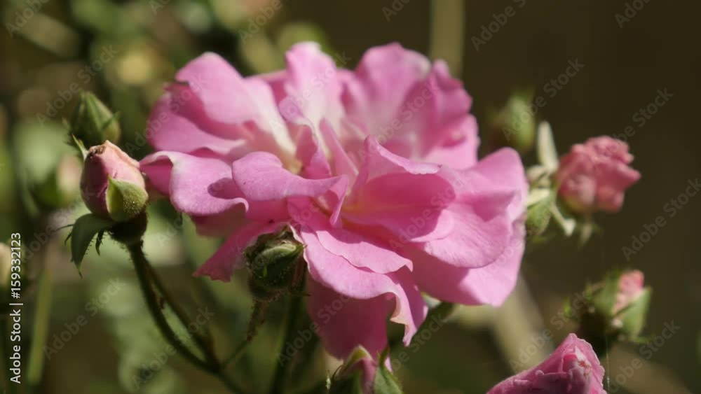 Beautiful climber Rose woody perennial flower details close-up 4K 2160p 30fps UltraHD footage - Deep pink Rosa plant petals shallow DOF 3840X2160 UHD video Beautiful climber Rose woody perennial flower details close-up 4K 2160p 30fps UltraHD footage - Deep pink Rosa plant petals shallow DOF 3840X2160 UHD video