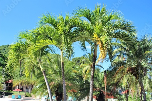 Palm trees growing on a tropical island