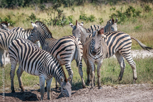 Several Zebras bonding in the grass.