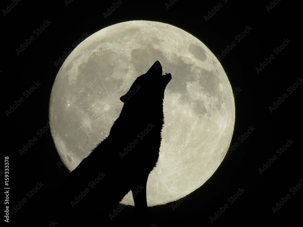 Fototapeta wycie wilka przy pełni księżyca