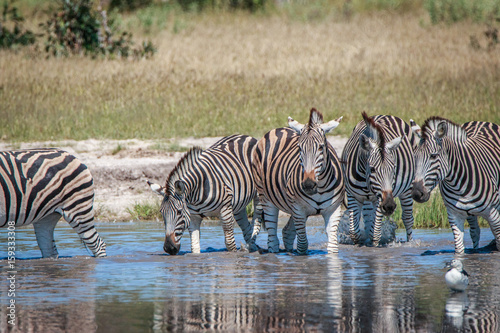 Several Zebras drinking in the Chobe.