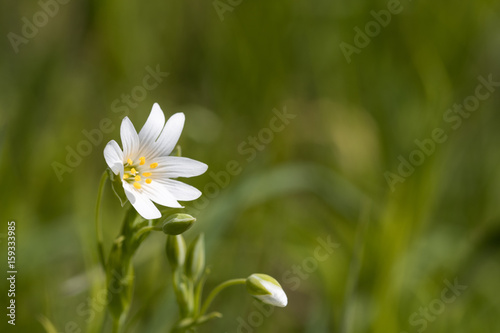 White summer flower closeup