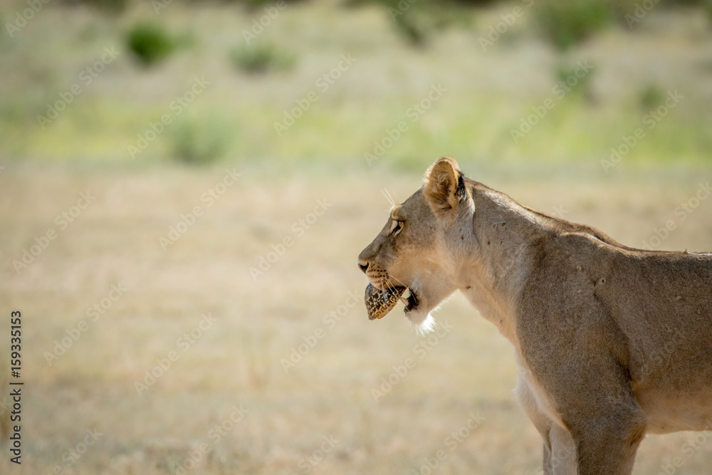 Lioness with Leopard tortoise in the mouth. Lioness with Leopard tortoise in the mouth.