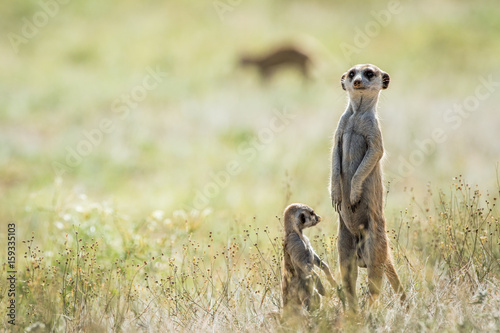 Meerkat on the look out in the Kalagadi.