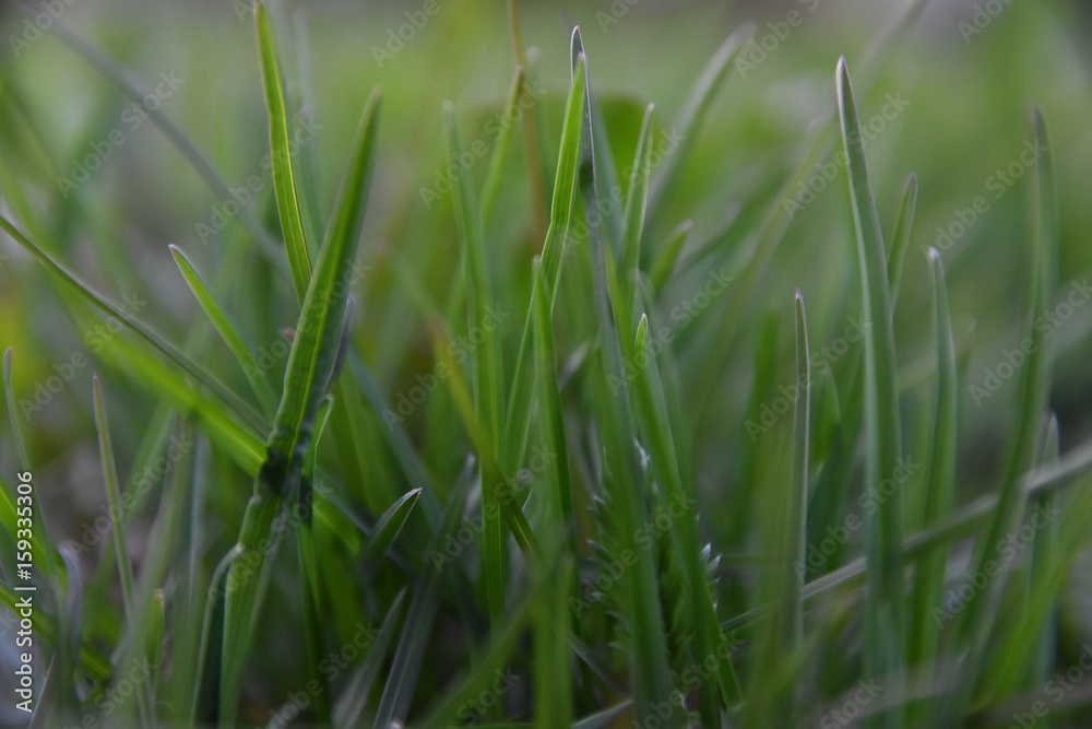 Grass closeup Grass closeup