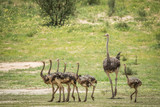 Family of Ostriches in the grass.