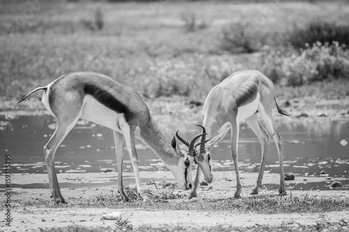 Two Springboks fighting in the Kalagadi. photo