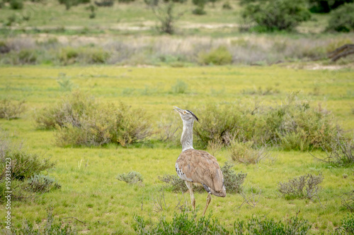 Kori bustard walking in the grass.