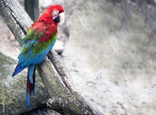 Colorful parrot is sitting on the tree