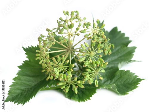 Garden angelica (Angelica archangelica)  photo