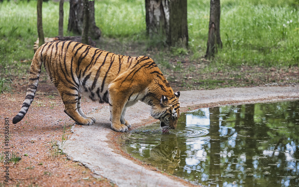 Tiger is drinking in the woods Tiger is drinking in the woods