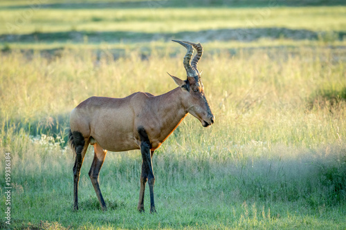 Red hartebeest standing in the grass.