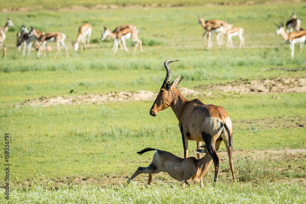 Red hartebeest calf suckling from his mother. Red hartebeest calf suckling from his mother.