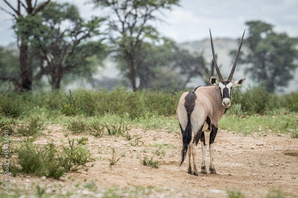 Gemsbok looking back in the Kalagadi. Gemsbok looking back in the Kalagadi.