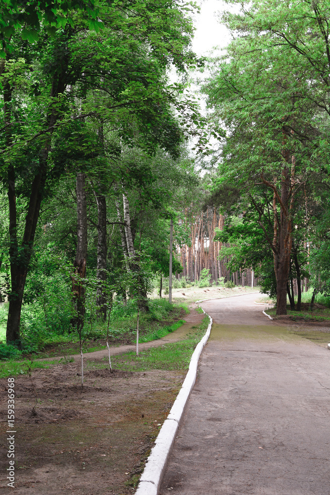 Naklejka premium A picturesque path in a coniferous forest