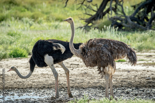 Ostrich standing next to a pool of water.