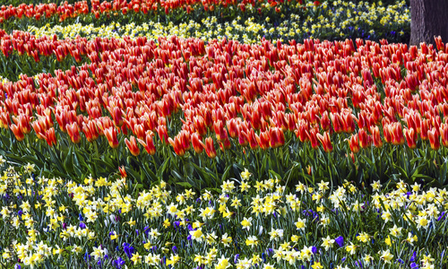  Red Tulips Yellow Daffodils Green Leaves Fields Keukenhoff  Lisse Holland Netherlands photo