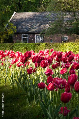 Red tulips in front of and old authentic house on the edge of the forest. Tulips illuminated by a soft morning sun.