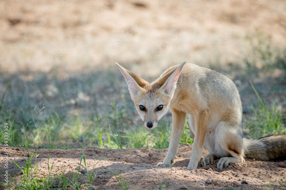 Cape fox sitting down in the sand. Cape fox sitting down in the sand.