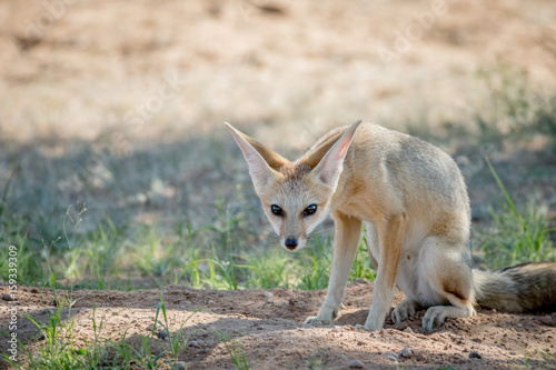 Cape fox sitting down in the sand. © simoneemanphoto