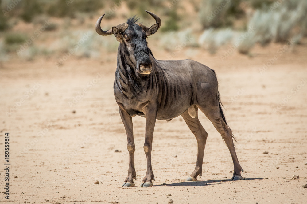 Blue wildebeest standing in the sand. Blue wildebeest standing in the sand.